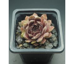 Sempervivum NIPHETOS