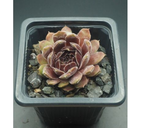 Sempervivum NIPHETOS