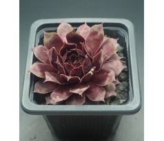 Sempervivum NORAM