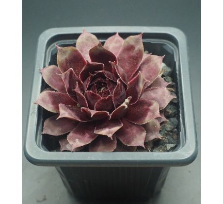 Sempervivum NORAM