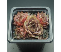 Sempervivum NORDWIND