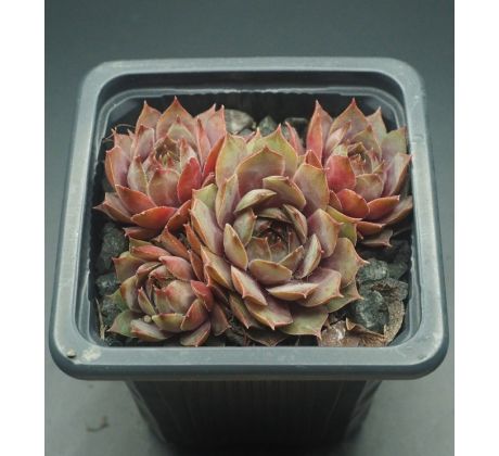 Sempervivum NORDWIND