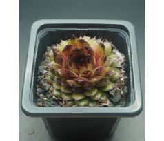 Sempervivum NOVALIS