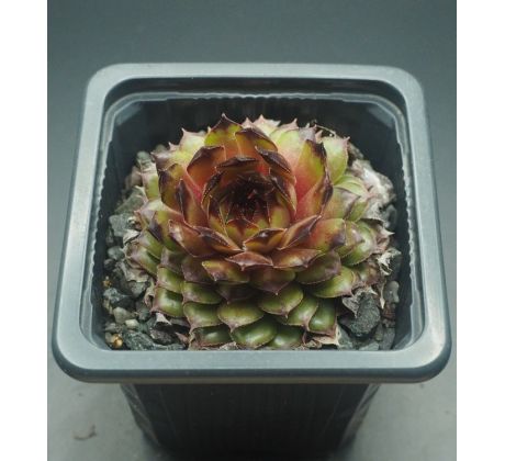 Sempervivum NOVALIS