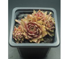 Sempervivum NOWLEE