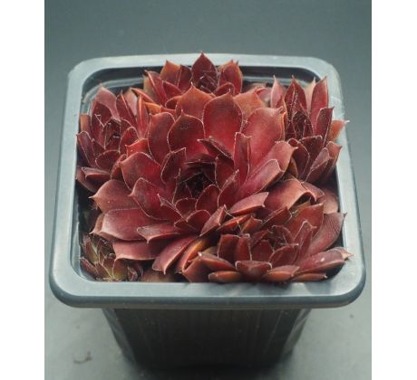 Sempervivum OH MY