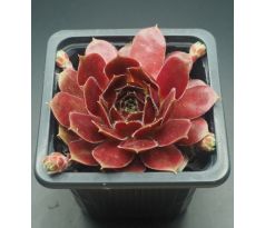 Sempervivum OHIOAM