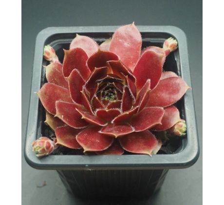 Sempervivum OHIOAM