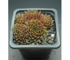 Sempervivum ORANGE MINI