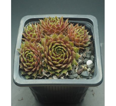 Sempervivum ORANGE MINI