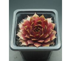 Sempervivum ORESTES