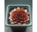 Sempervivum ORESTES