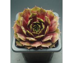 Sempervivum ORION