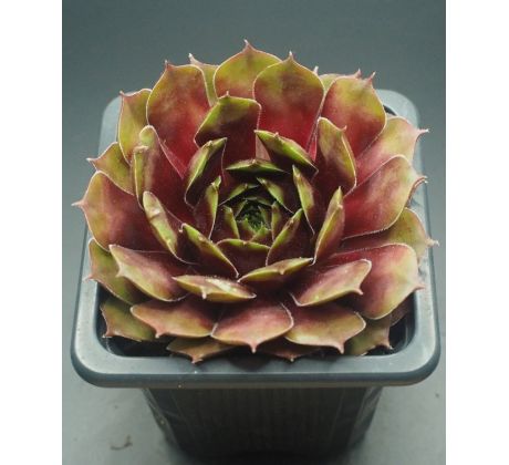 Sempervivum ORION