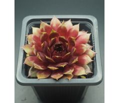 Sempervivum ORMATE