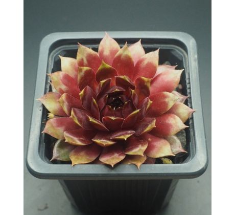 Sempervivum ORMATE