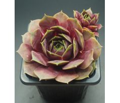 Sempervivum ORSOLA