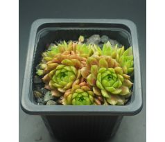 Sempervivum PACHAMAMA