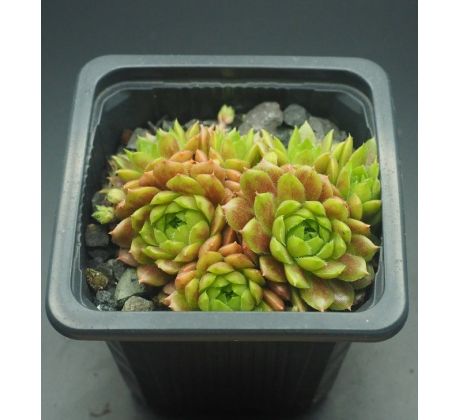 Sempervivum PACHAMAMA