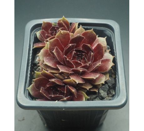 Sempervivum PACIFIC BEPPA