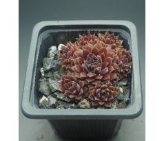 Sempervivum PACIFIC RED TIDE