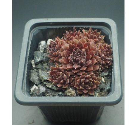 Sempervivum PACIFIC RED TIDE