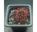 Sempervivum PACIFIC RED TIDE