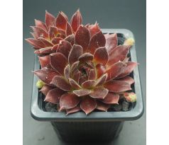 Sempervivum PACIFIC SEXY