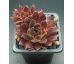 Sempervivum PACIFIC SEXY