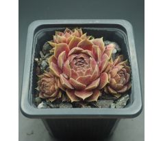 Sempervivum PACIFIC VELVETEEN