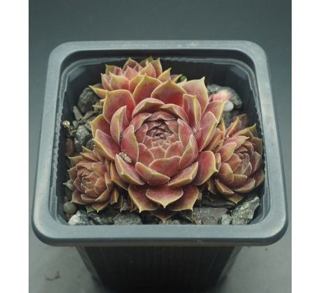 Sempervivum PACIFIC VELVETEEN