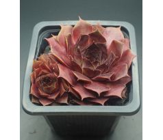 Sempervivum DOLO