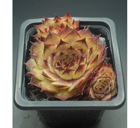 Sempervivum TACORA