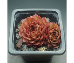 Sempervivum PATRICIAN