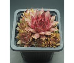 Sempervivum PEARL