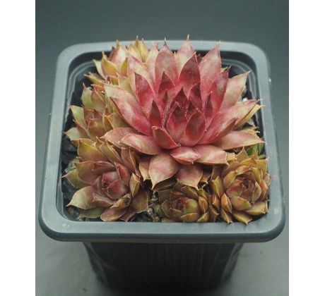 Sempervivum PEARL