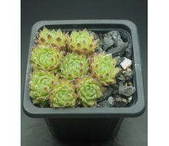 Sempervivum PERIDOT