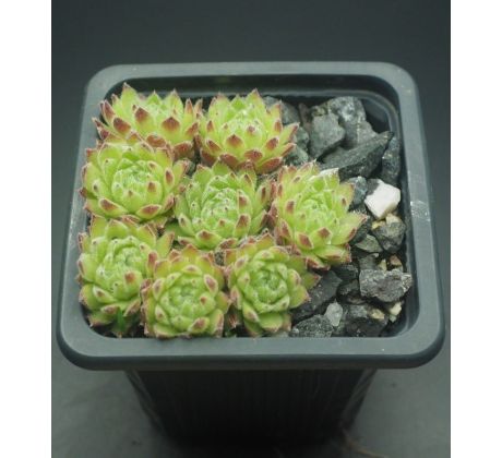 Sempervivum PERIDOT