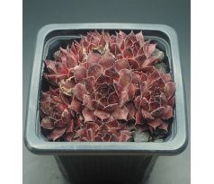 Sempervivum PLUM FROSTING