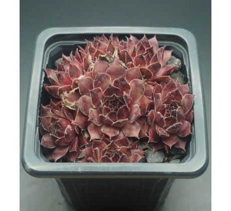 Sempervivum PLUM FROSTING