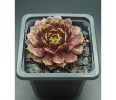 Sempervivum POEM