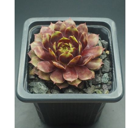 Sempervivum POEM