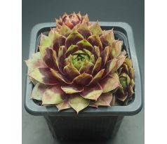 Sempervivum PRIM AND PROPER