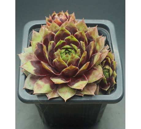 Sempervivum PRIM AND PROPER