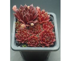 Sempervivum PURPURKRANZ