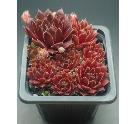 Sempervivum PURPURKRANZ