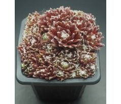 Sempervivum RED SPIDER