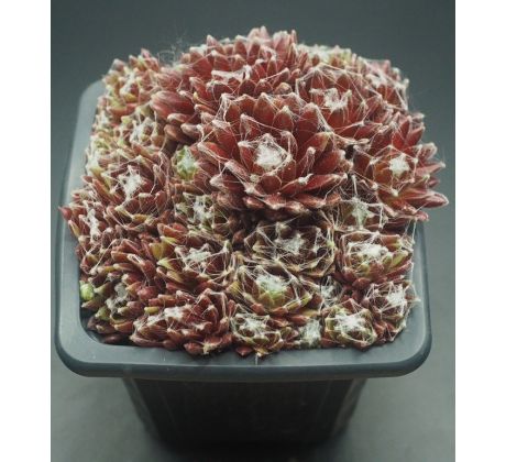 Sempervivum RED SPIDER