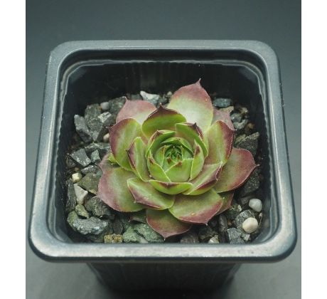 Sempervivum KATJUSA