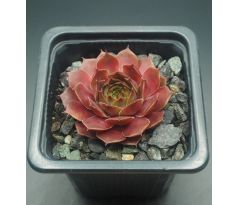 Sempervivum HIDDE`S ROOSJE